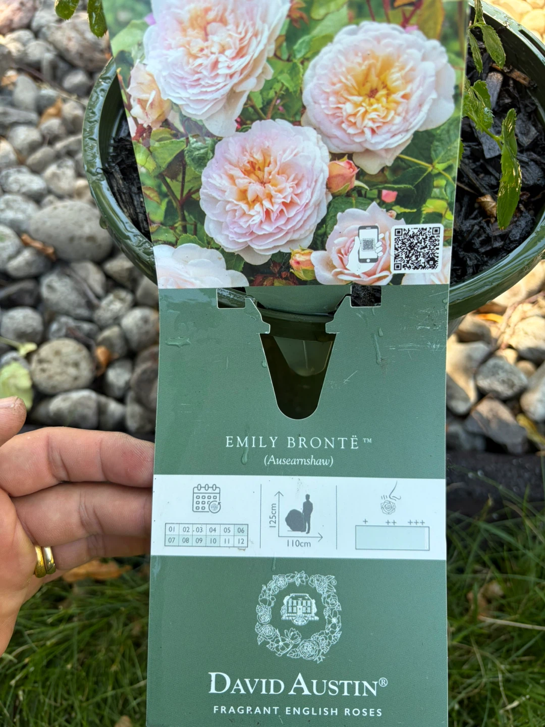 Emily Brontë™ English Shrub Rose - photo 2