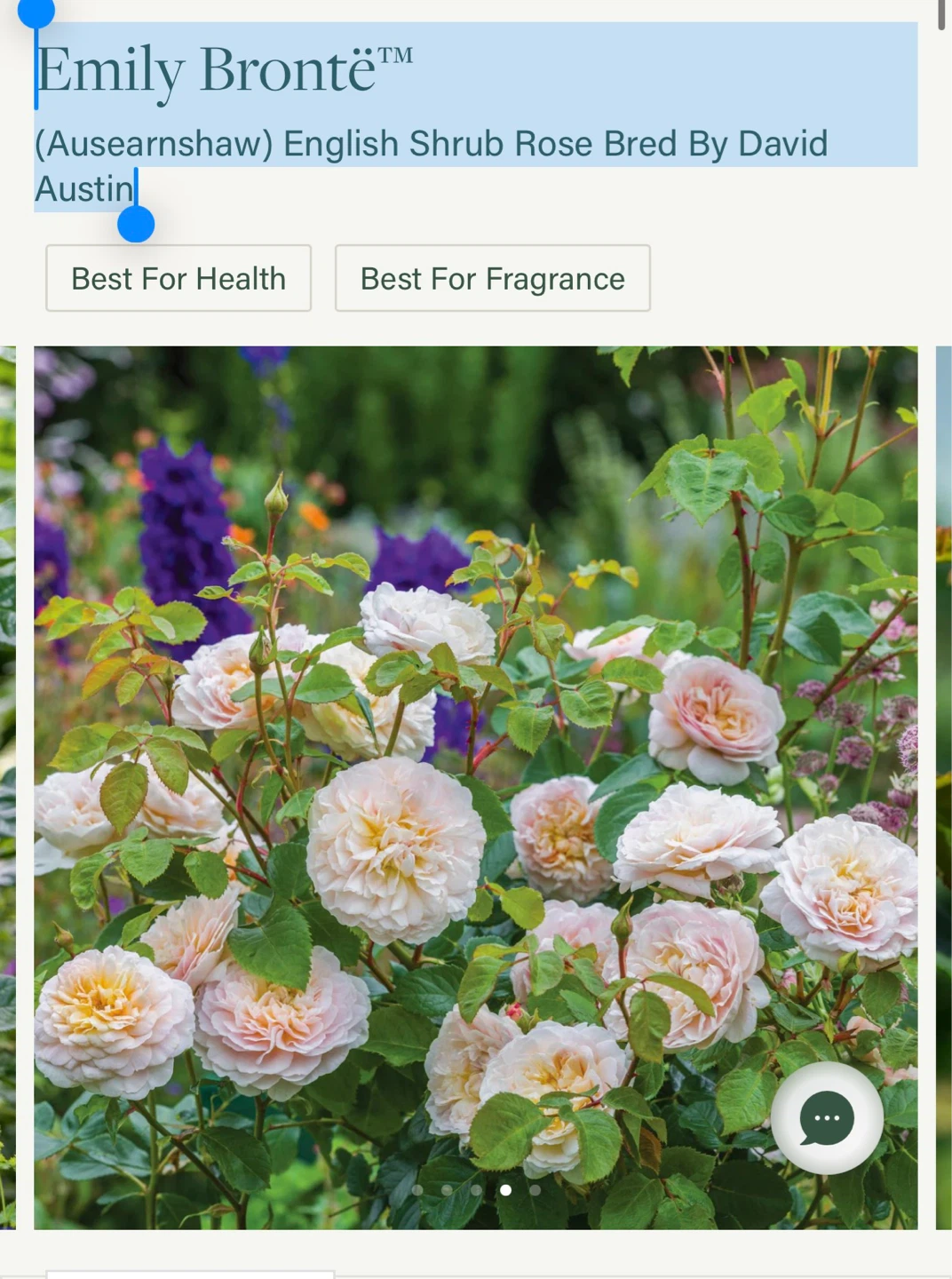 Emily Brontë™ English Shrub Rose