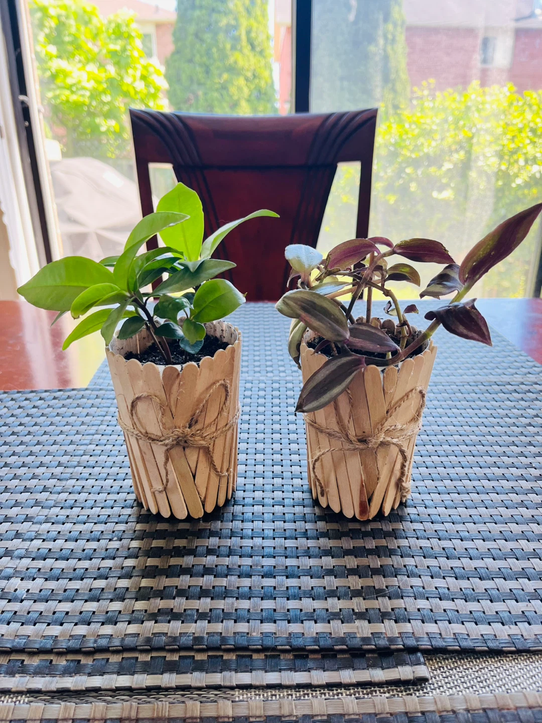 PLANT SET: Shoebutton Plant and Tradescantia Zebrina