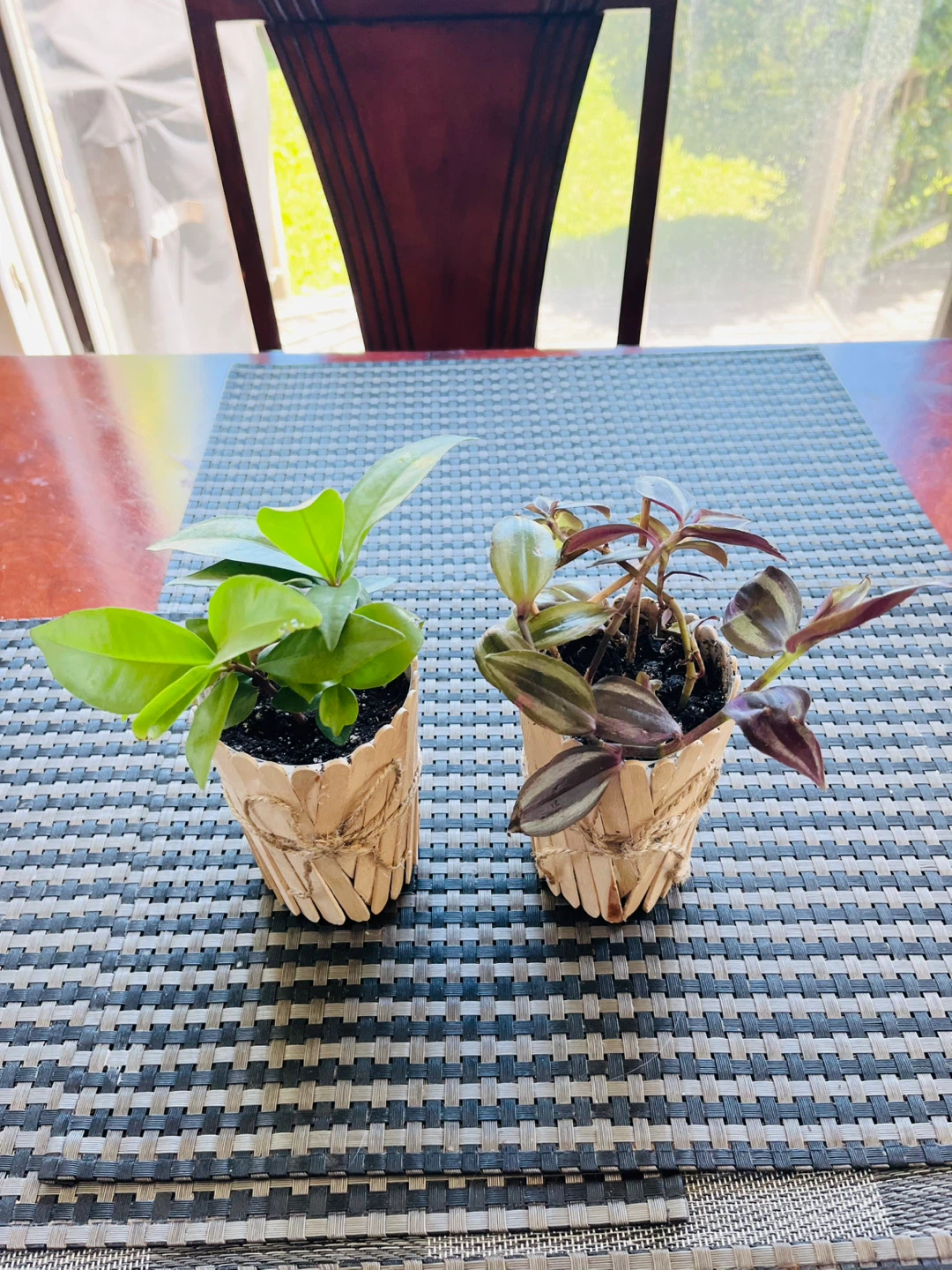 PLANT SET: Shoebutton Plant and Tradescantia Zebrina - photo 2