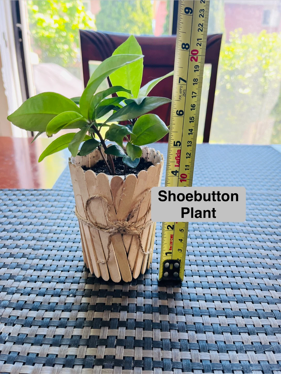 PLANT SET: Shoebutton Plant and Tradescantia Zebrina - photo 3