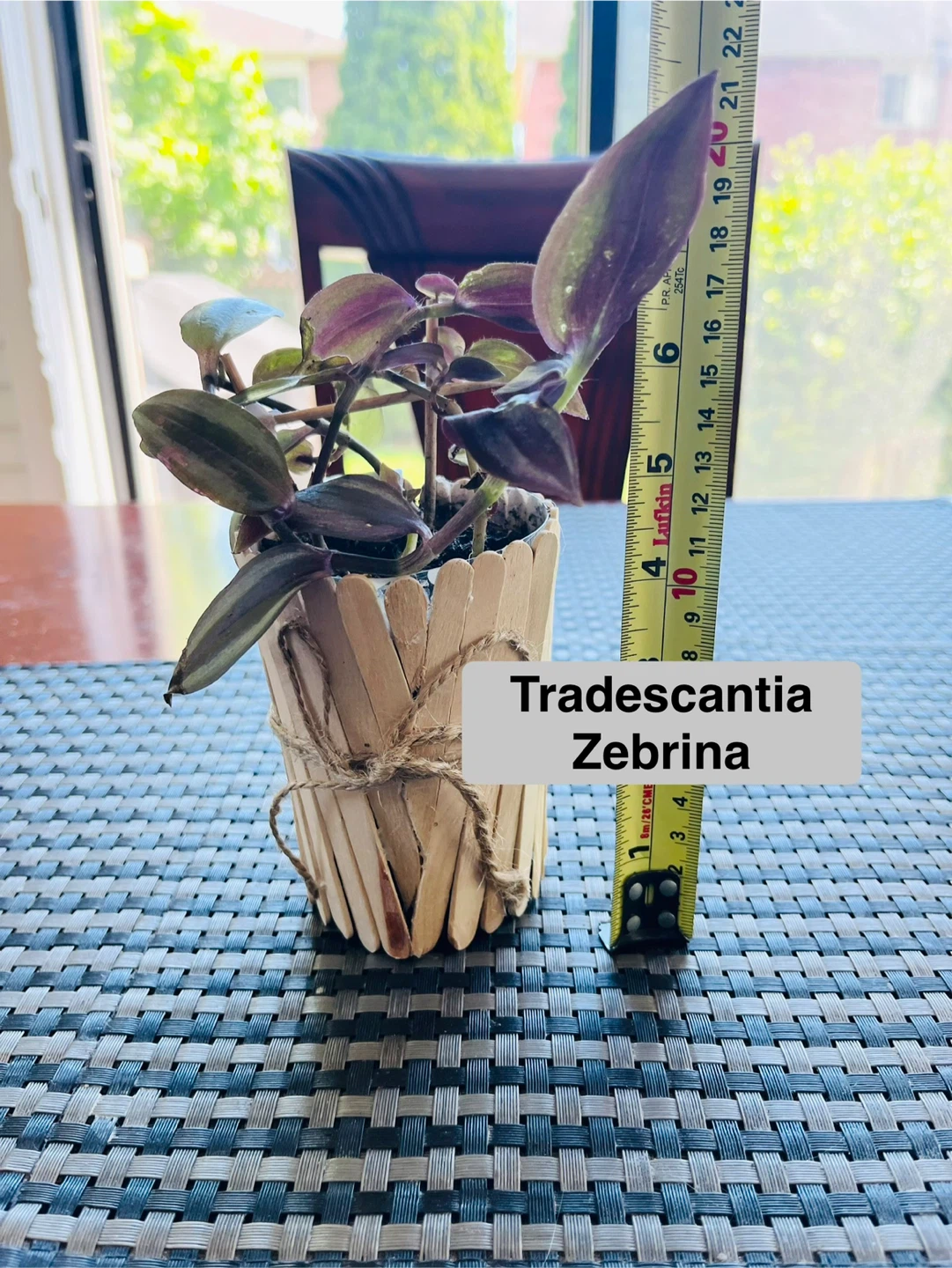 PLANT SET: Shoebutton Plant and Tradescantia Zebrina - photo 4