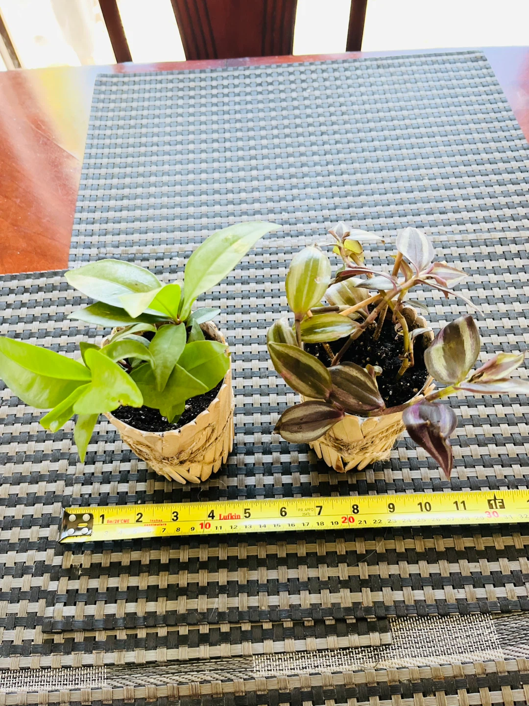PLANT SET: Shoebutton Plant and Tradescantia Zebrina - photo 5