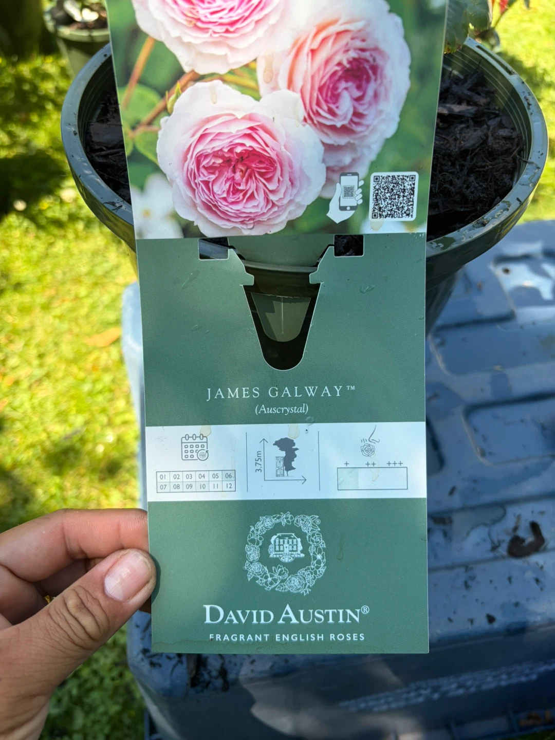 James Galway David Austin Rose Bush - photo 2