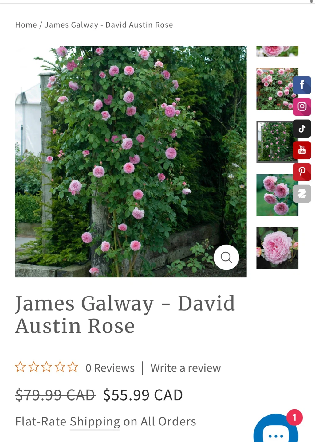James Galway David Austin Rose Bush