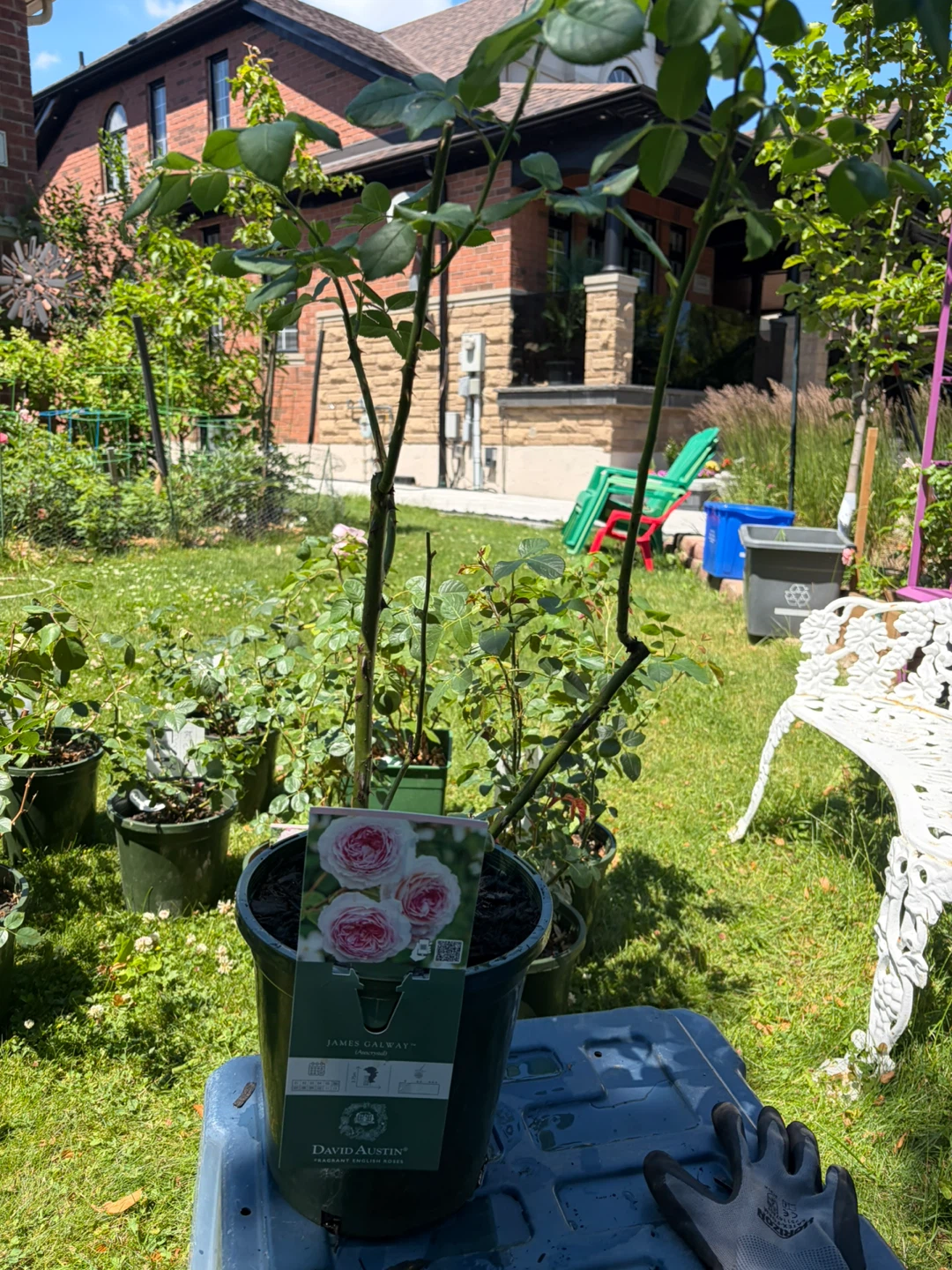 James Galway David Austin Rose Bush - photo 3