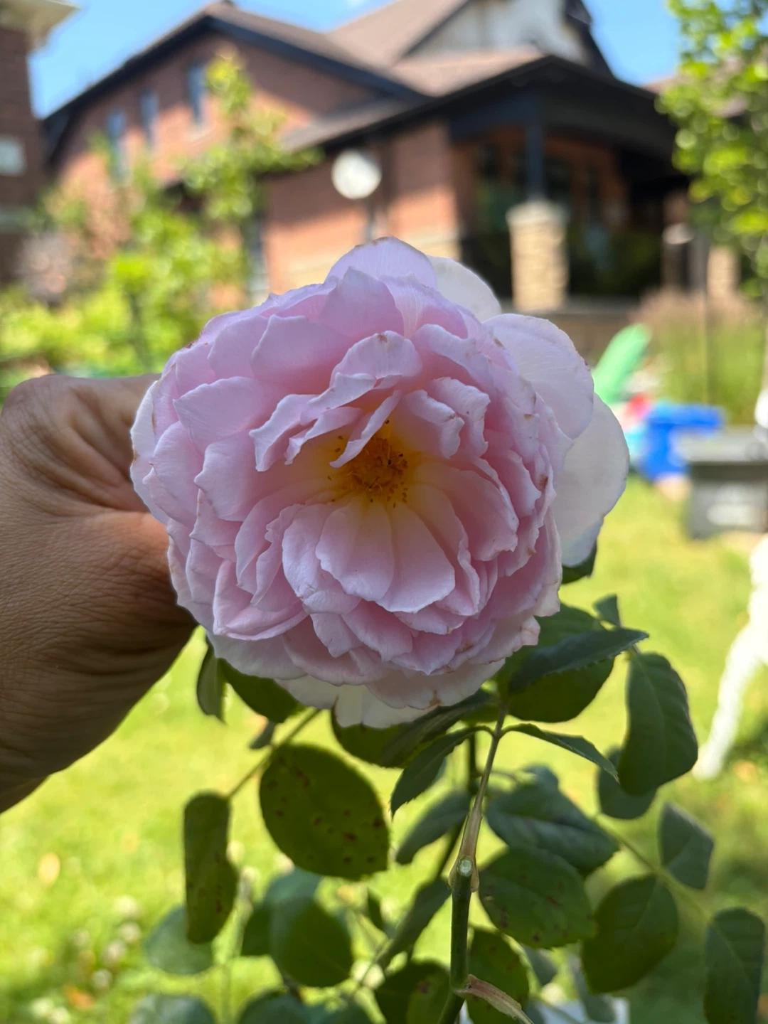 David Austin "The Ancient Mariner" Rose Plant - photo 2