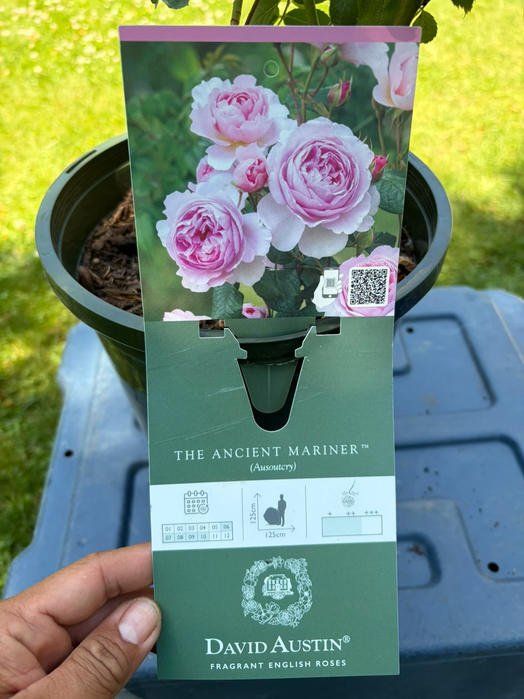 David Austin "The Ancient Mariner" Rose Plant - photo 3