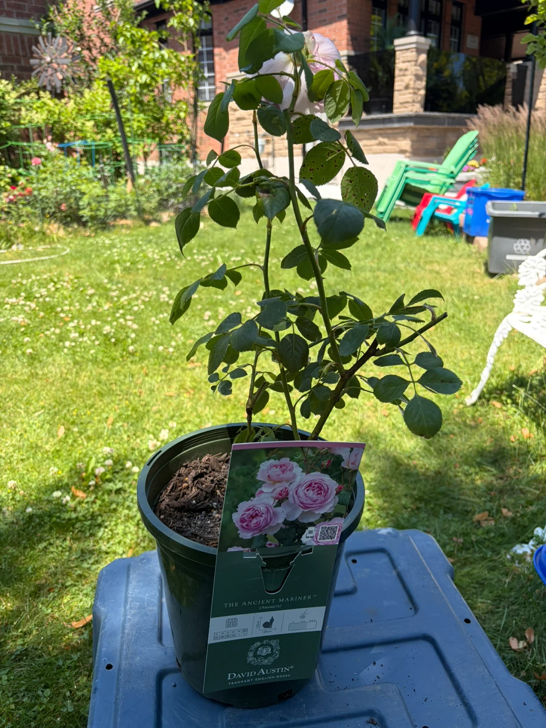 David Austin "The Ancient Mariner" Rose Plant - photo 4