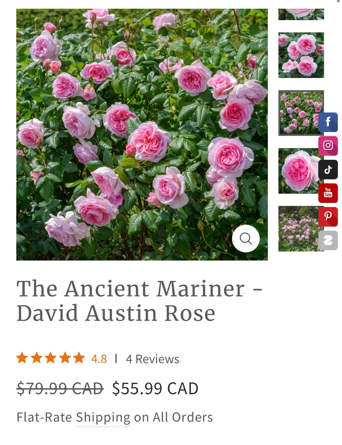 David Austin "The Ancient Mariner" Rose Plant