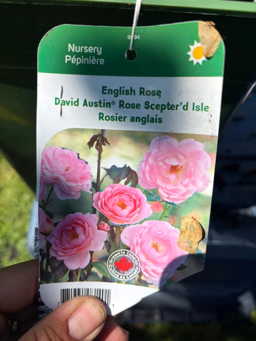 David Austin Rose Scepter'd Isle English Rose - photo 2