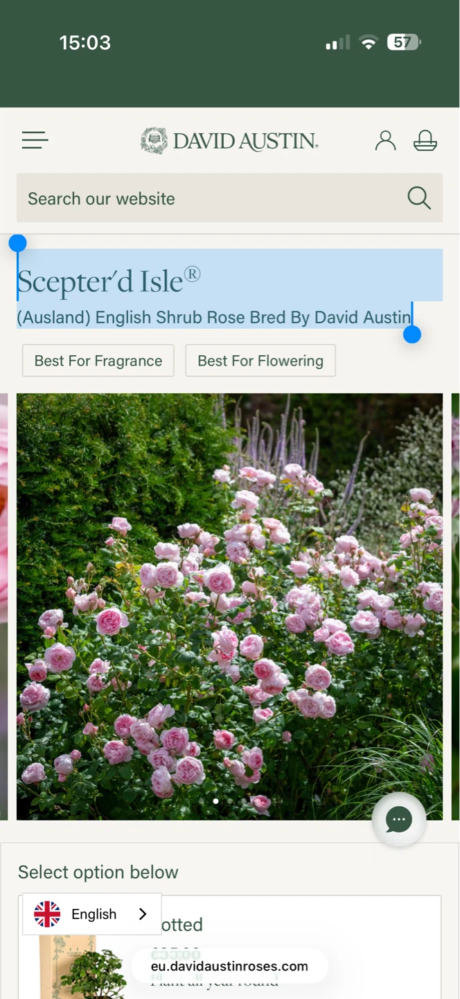 David Austin Rose Scepter'd Isle English Rose