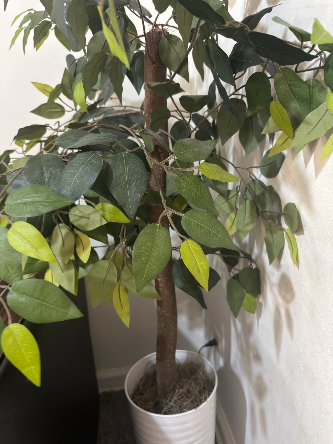 Artificial Ficus Tree in White Pot - photo 2