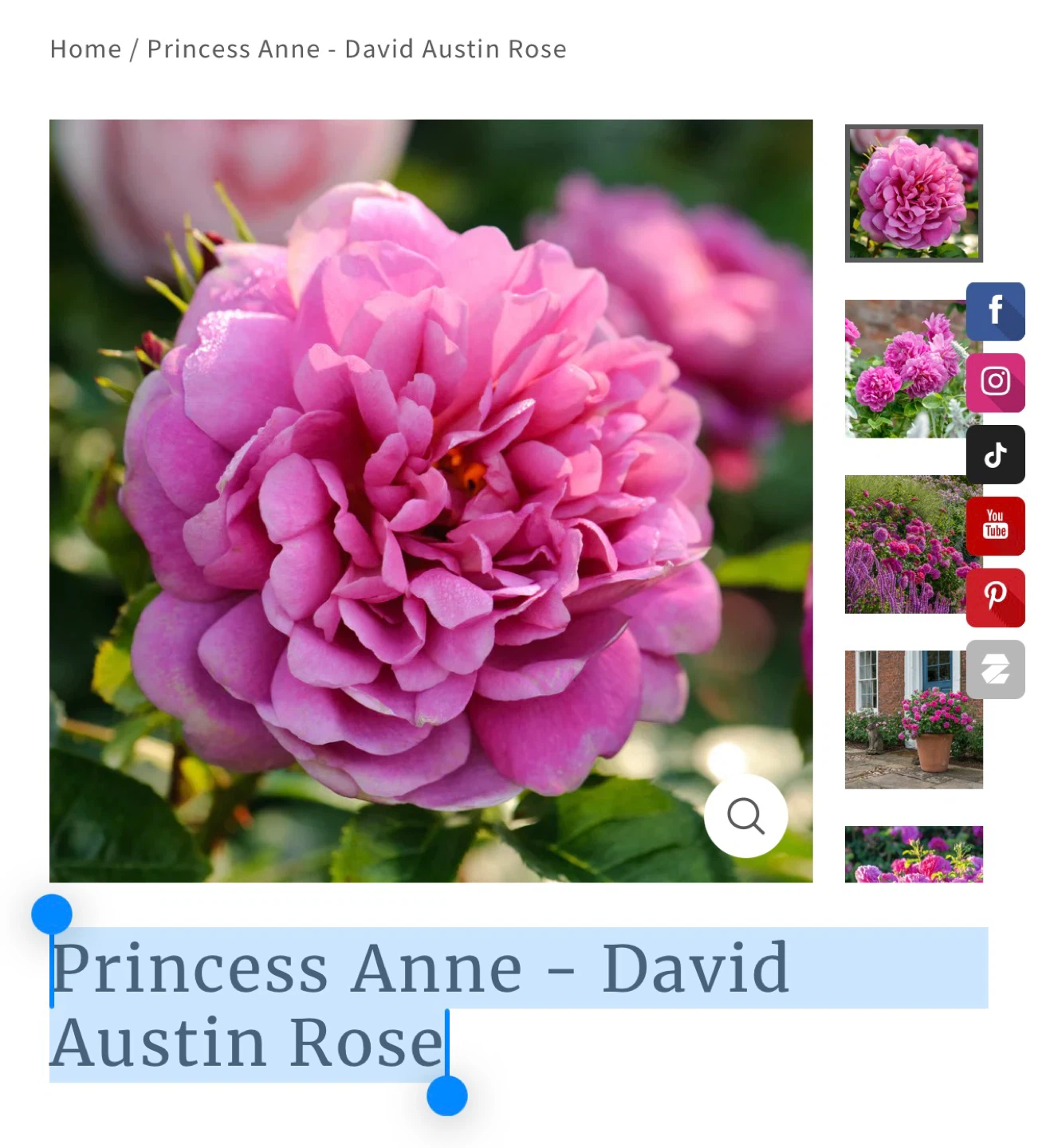 Princess Anne English Garden Rose Plant