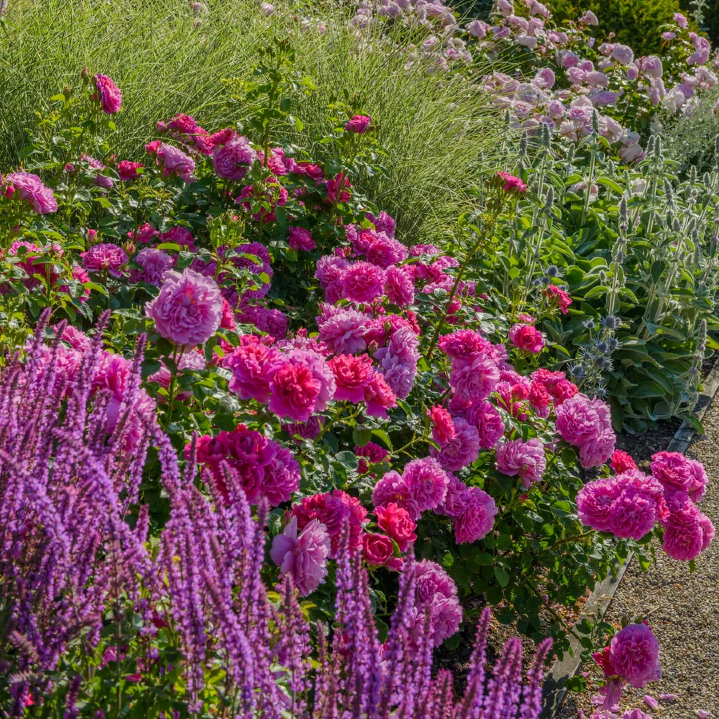 Princess Anne English Garden Rose Plant - photo 2