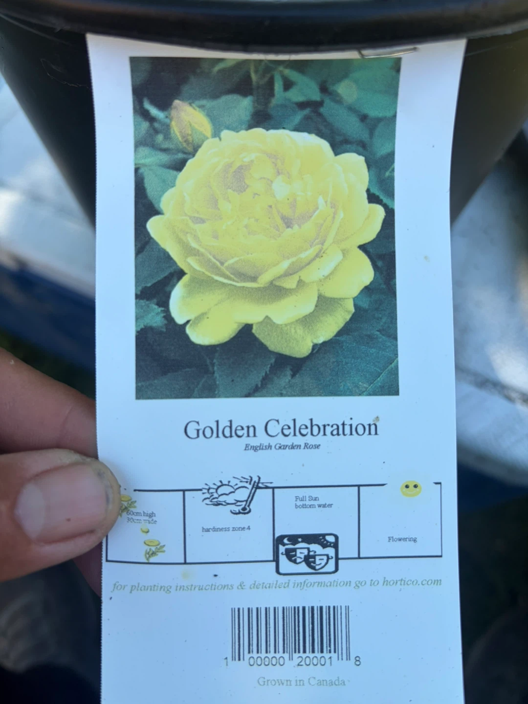 Golden Celebration English Shrub Rose - photo 3