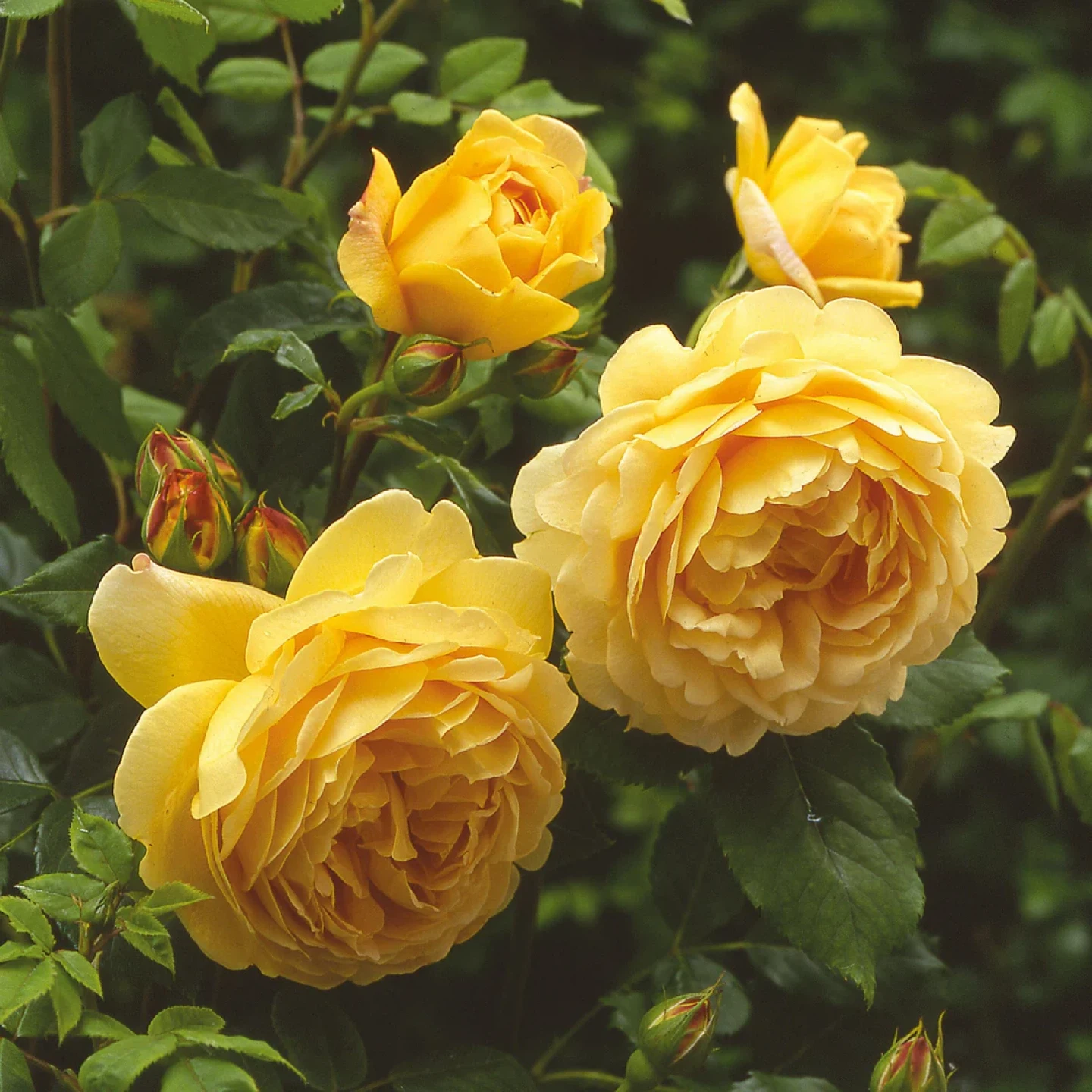 Golden Celebration English Shrub Rose - photo 4