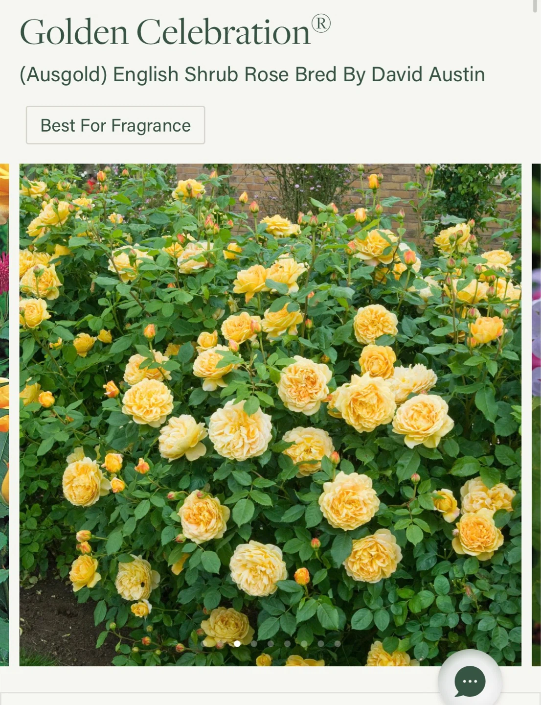 Golden Celebration English Shrub Rose