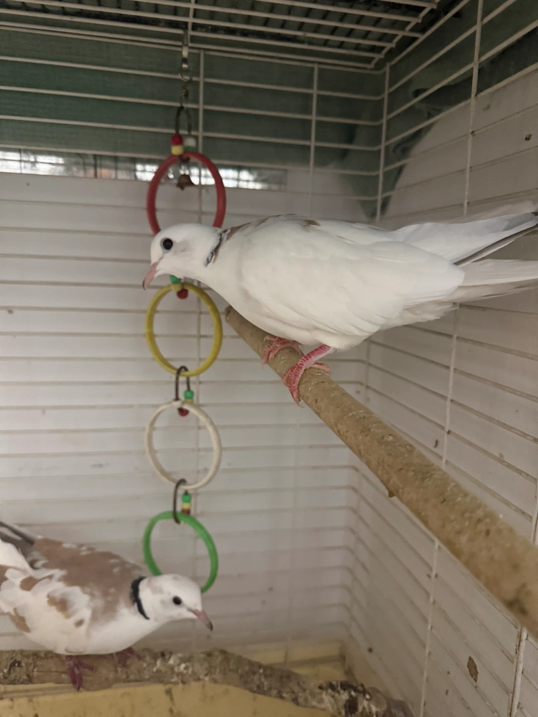 White daimond doves  cage accessories