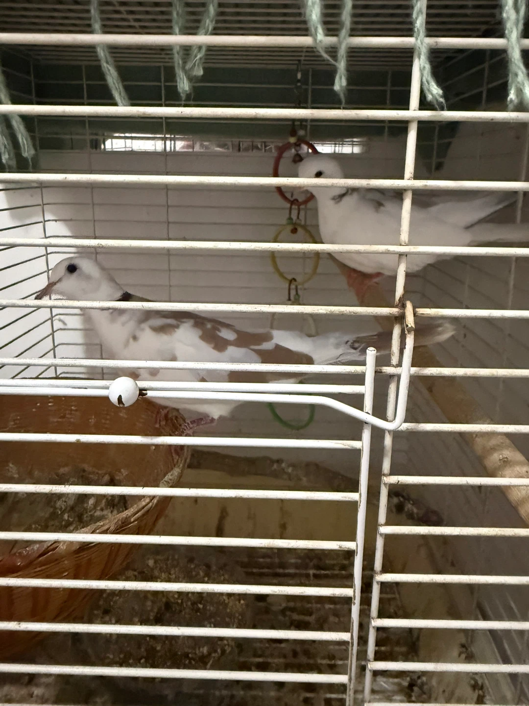 White daimond doves  cage accessories - photo 3