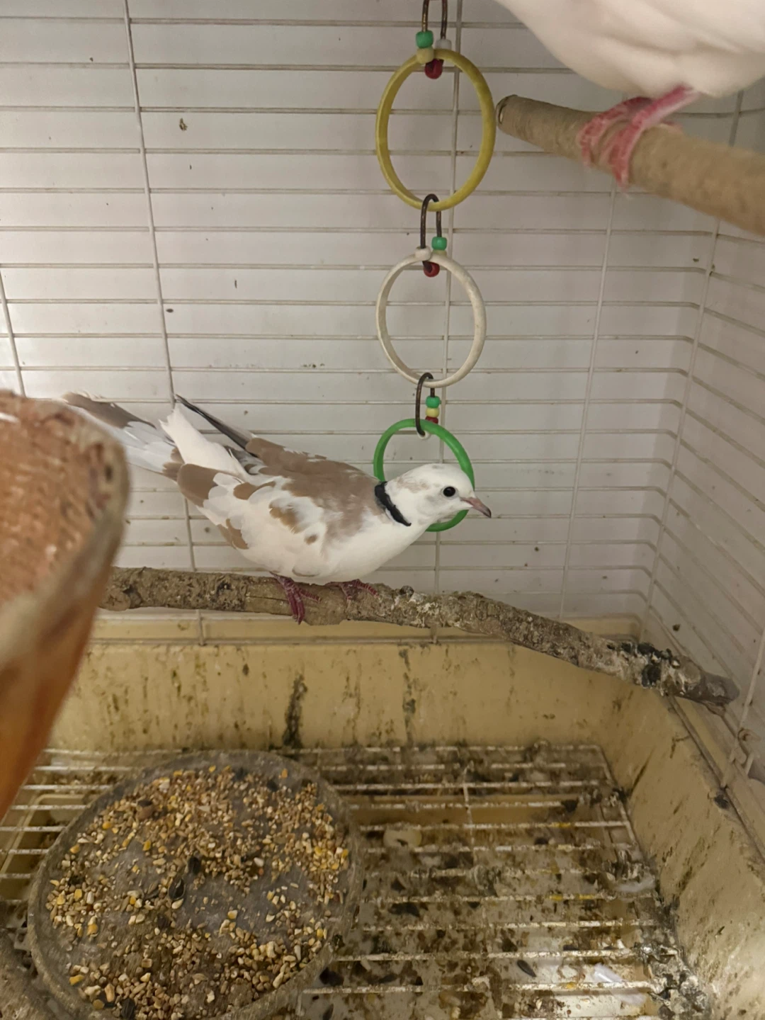 White daimond doves  cage accessories - photo 2