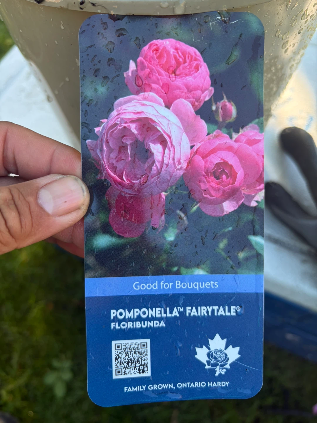 Pompomella Fairytale Floribunda Rose Plant - photo 2