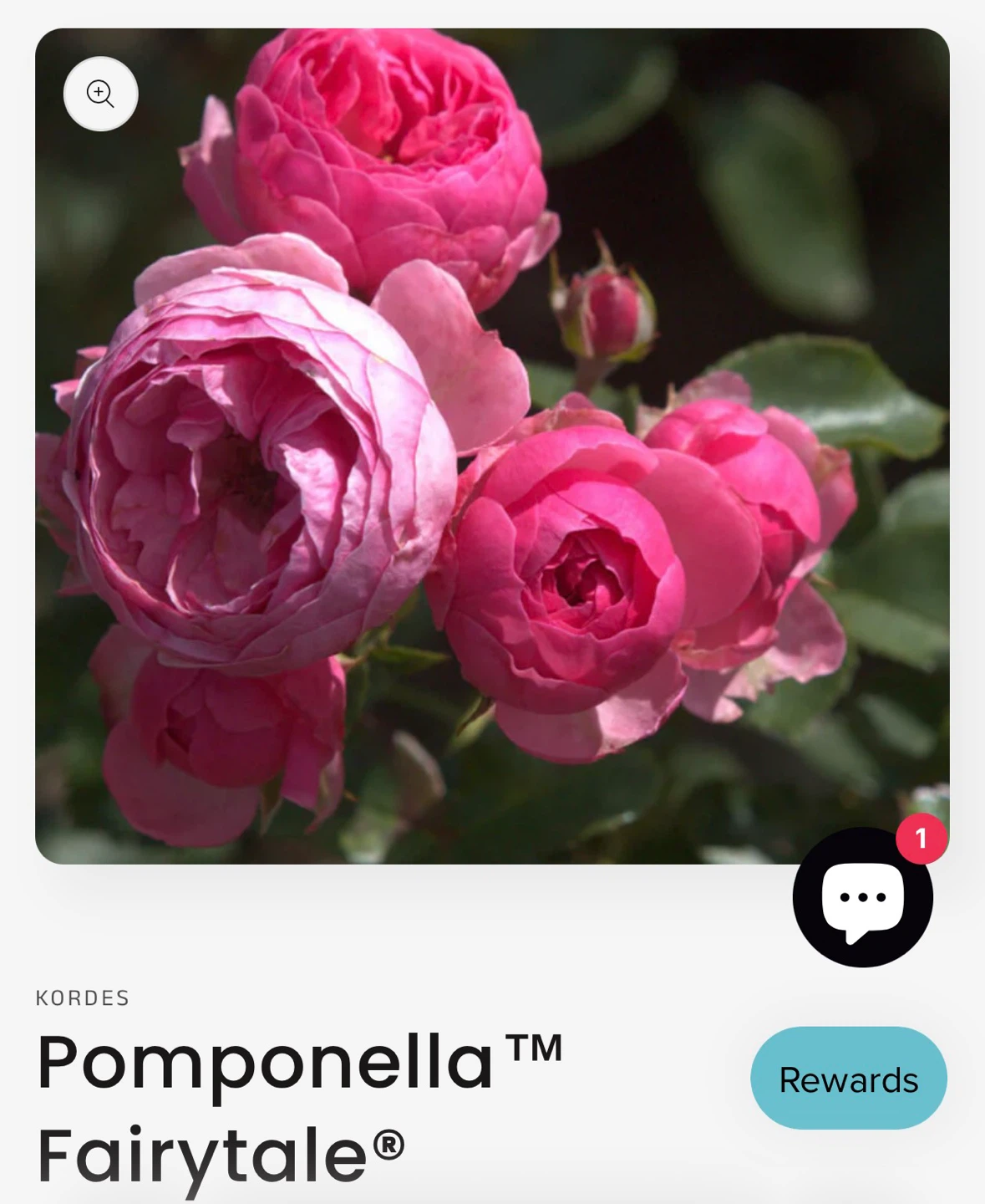 Pompomella Fairytale Floribunda Rose Plant