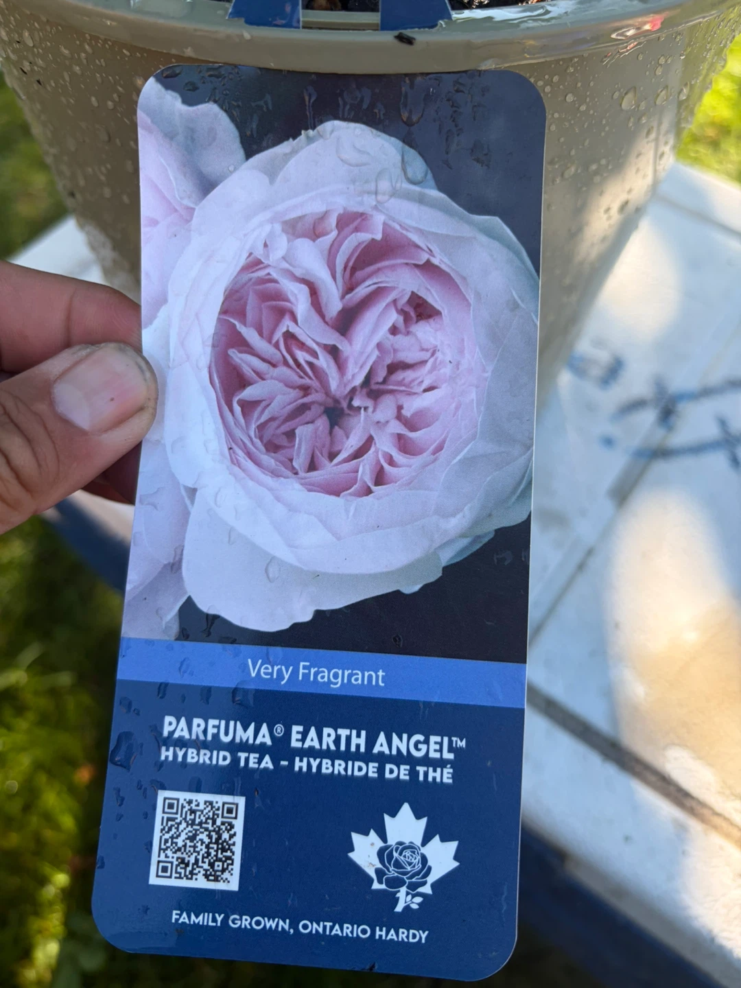 PARFUMA Earth Angel Rose Plant