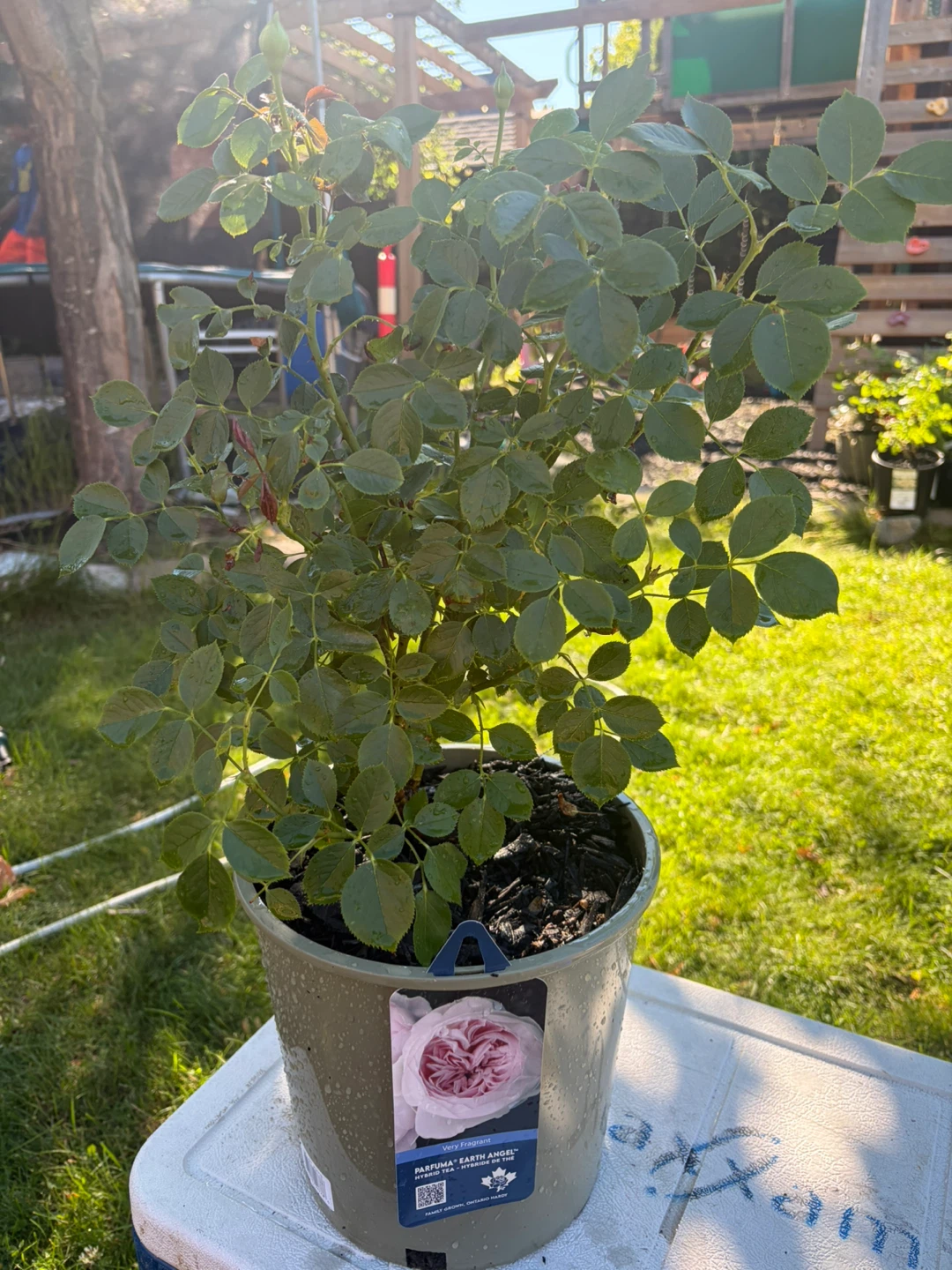 PARFUMA Earth Angel Rose Plant - photo 2