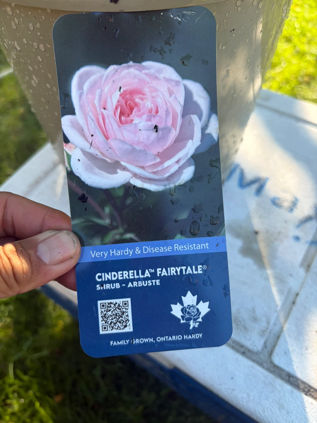 Cinderella Fairytale Rose Shrub - Very Hardy & Disease Resistant