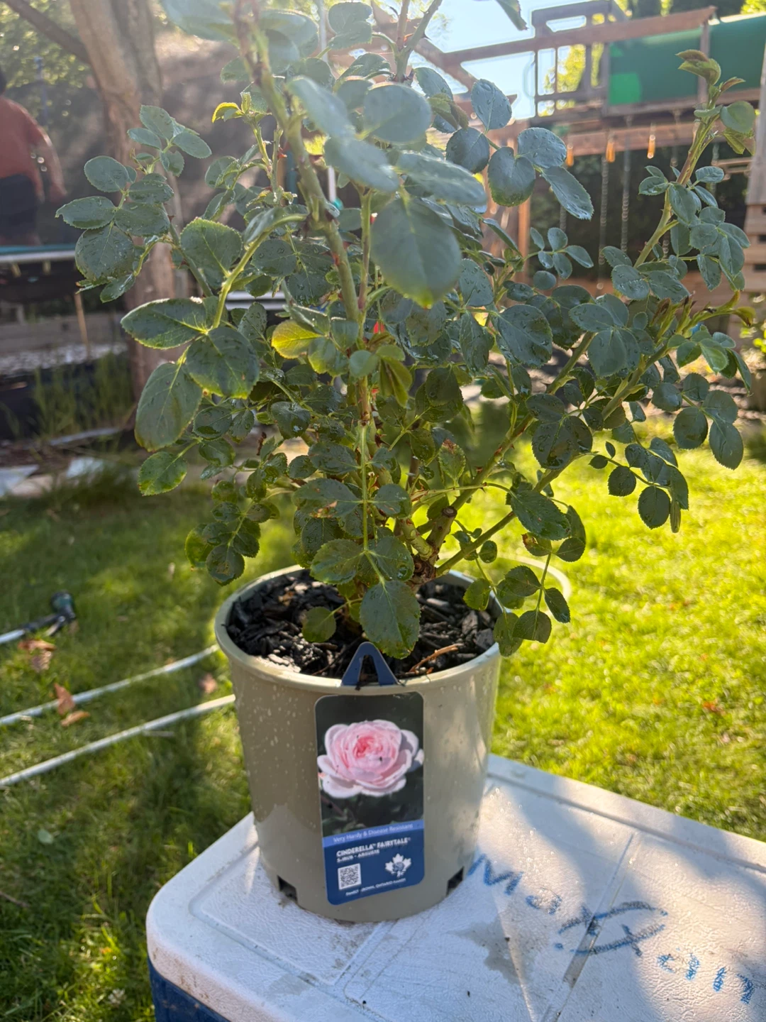 Cinderella Fairytale Rose Shrub - Very Hardy & Disease Resistant - photo 2