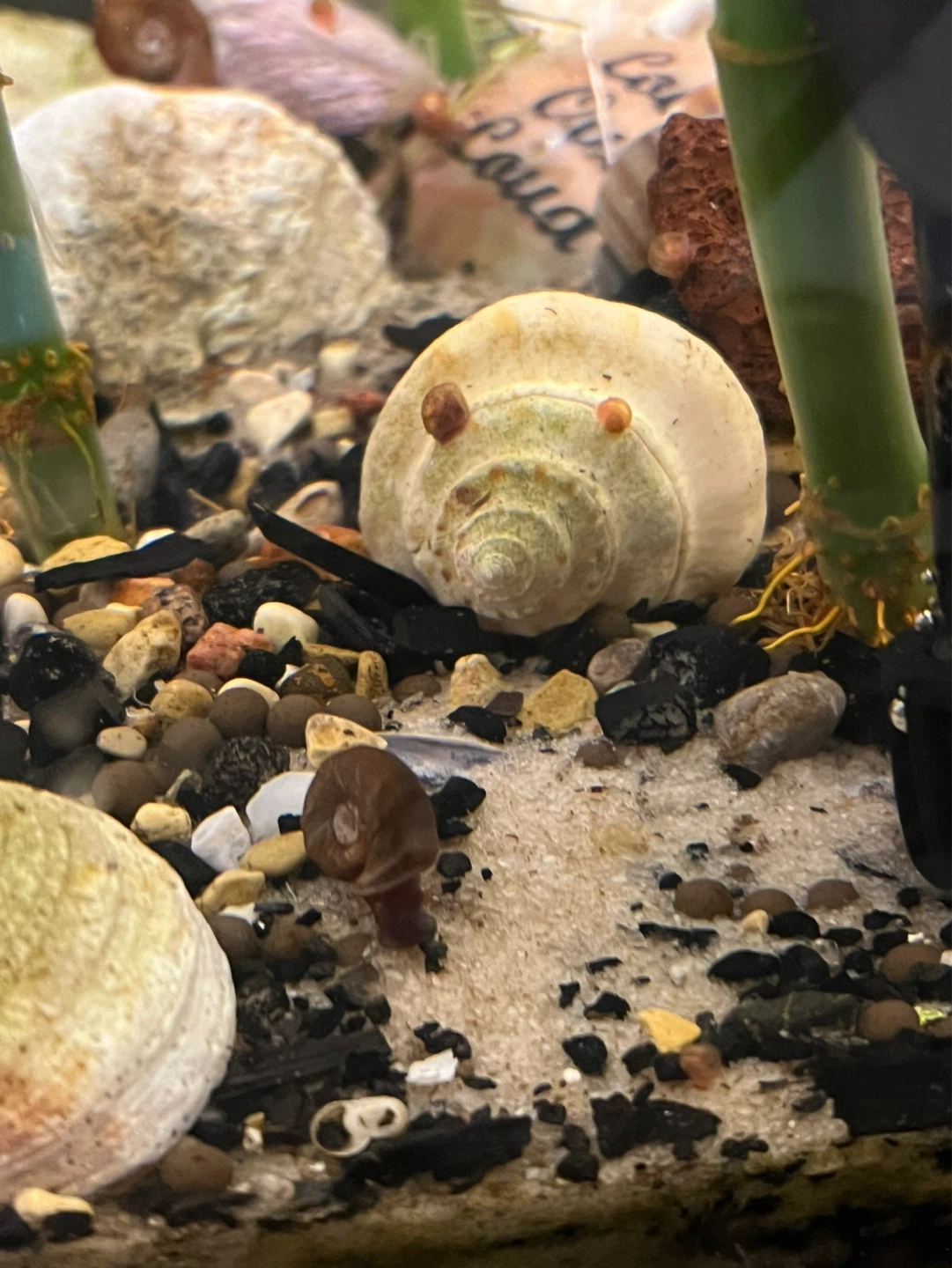 $1.5/ aquatic snail