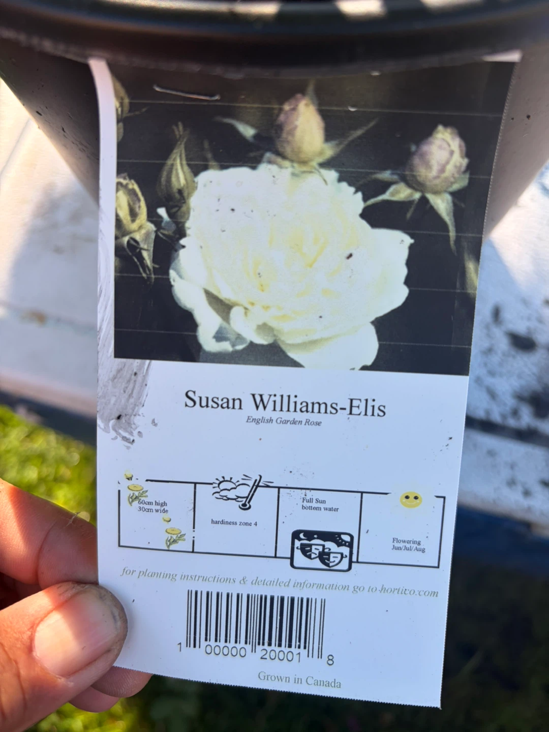 Susan Williams-Elis English Garden Rose Plant - photo 4