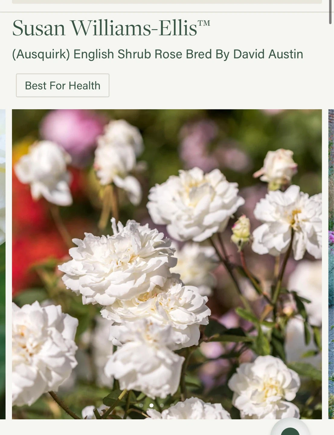 Susan Williams-Elis English Garden Rose Plant