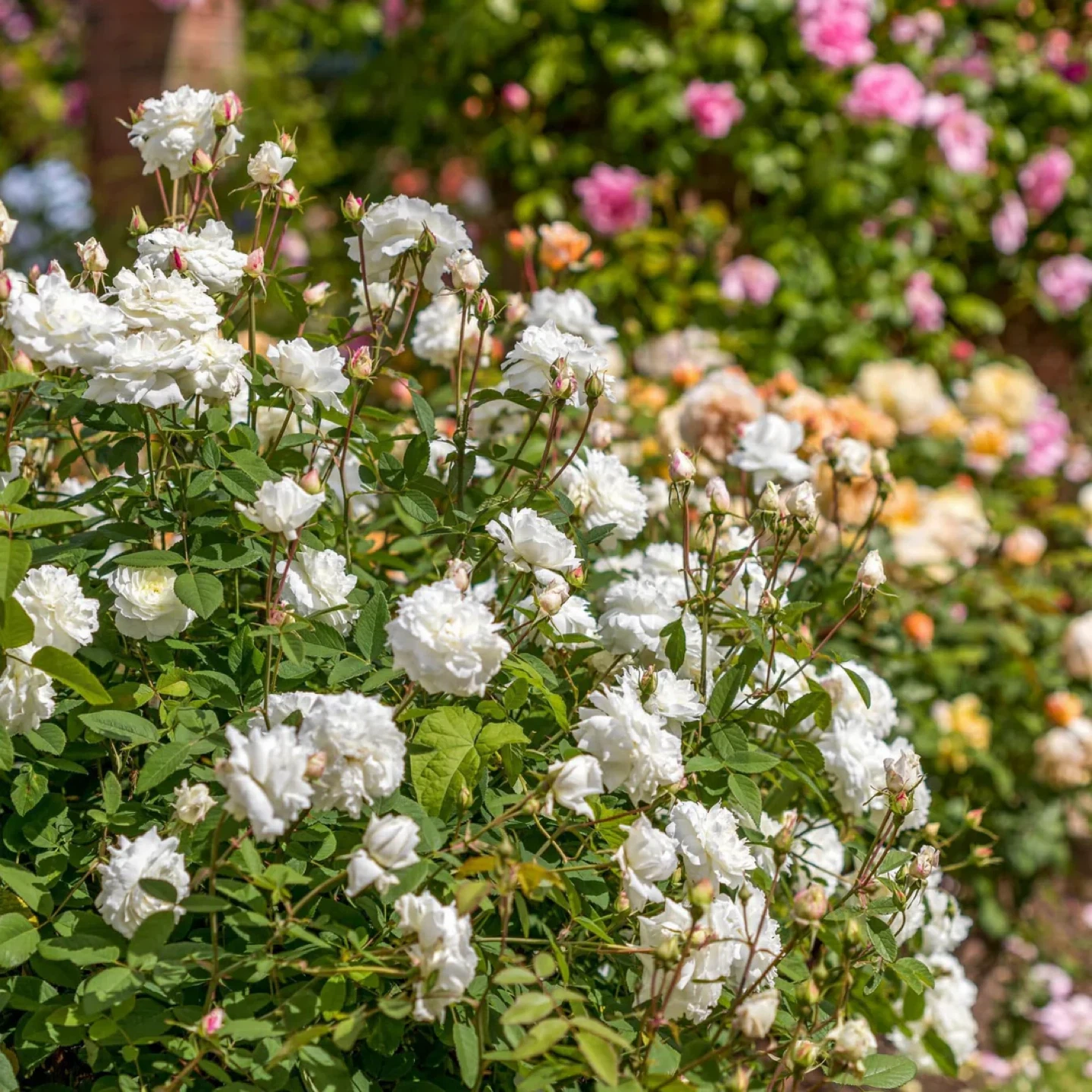 Susan Williams-Elis English Garden Rose Plant - photo 2
