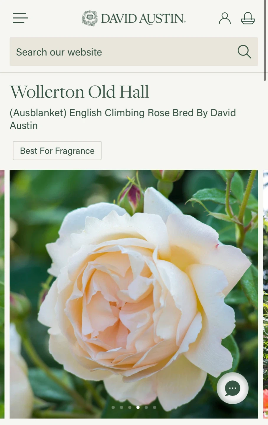 David Austin Wollerton Old Hall English Climbing Rose Plant