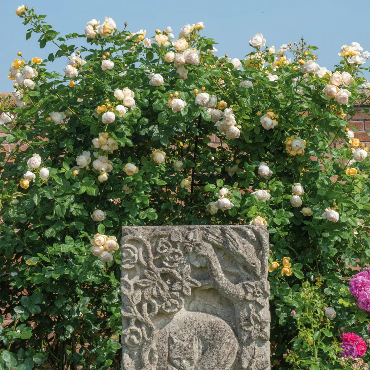 David Austin Wollerton Old Hall English Climbing Rose Plant - photo 4