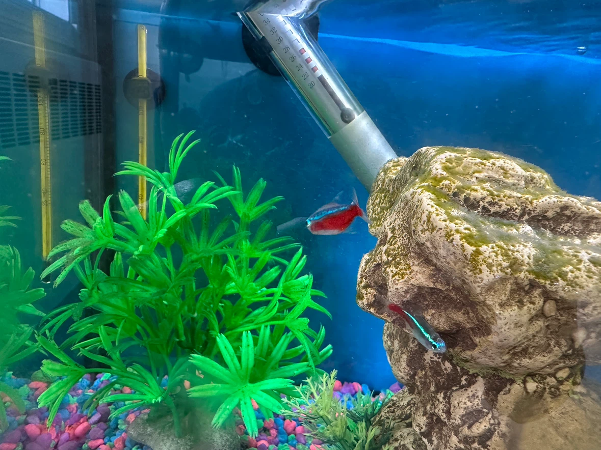 Fish for sale (Pet)