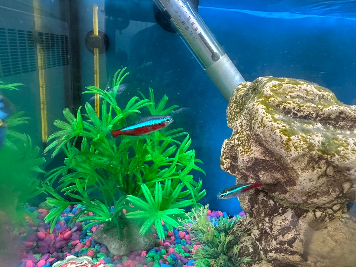 Fish for sale (Pet) - photo 2