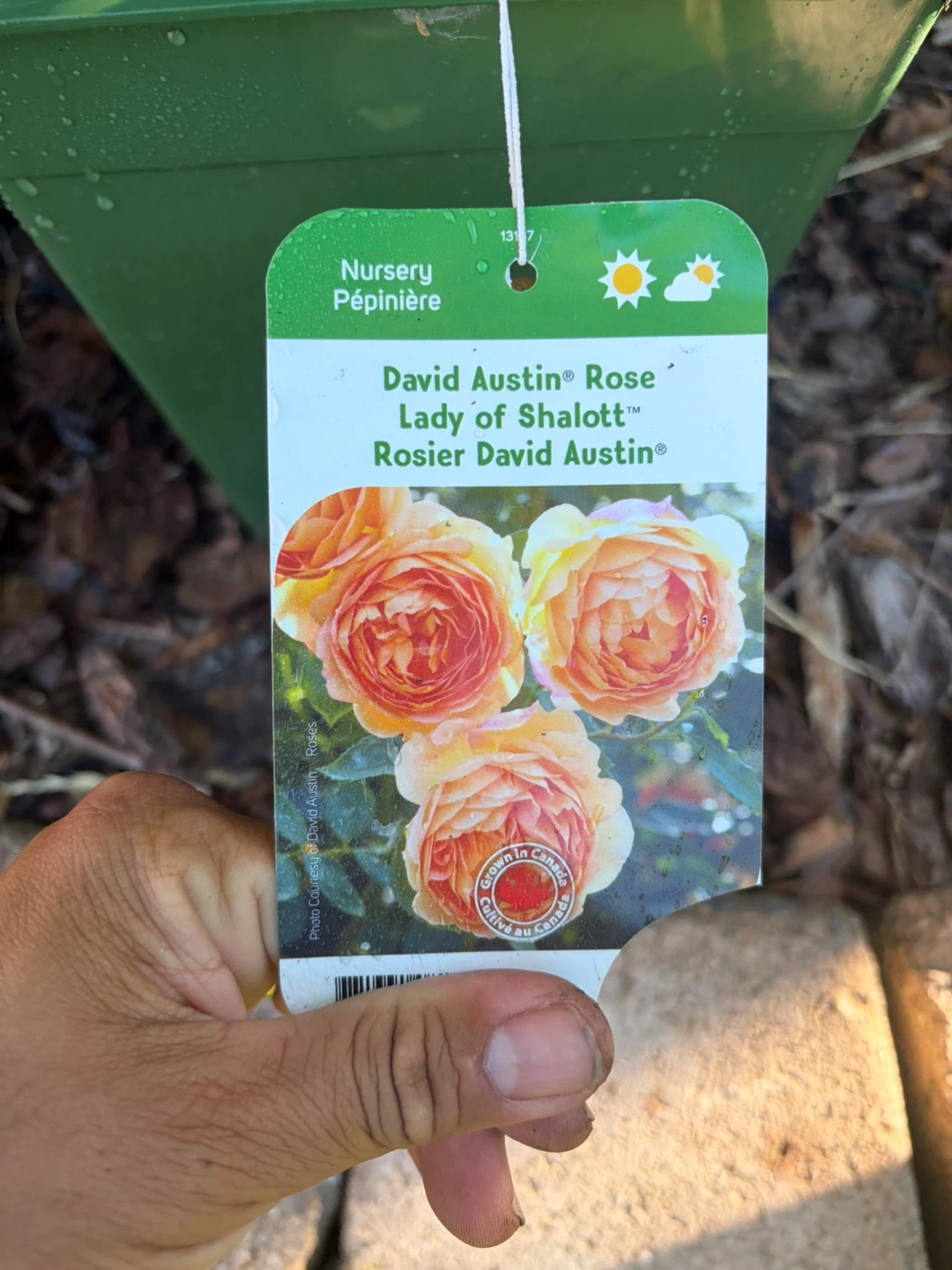 David Austin Rose Lady of Shalott Plant - photo 3