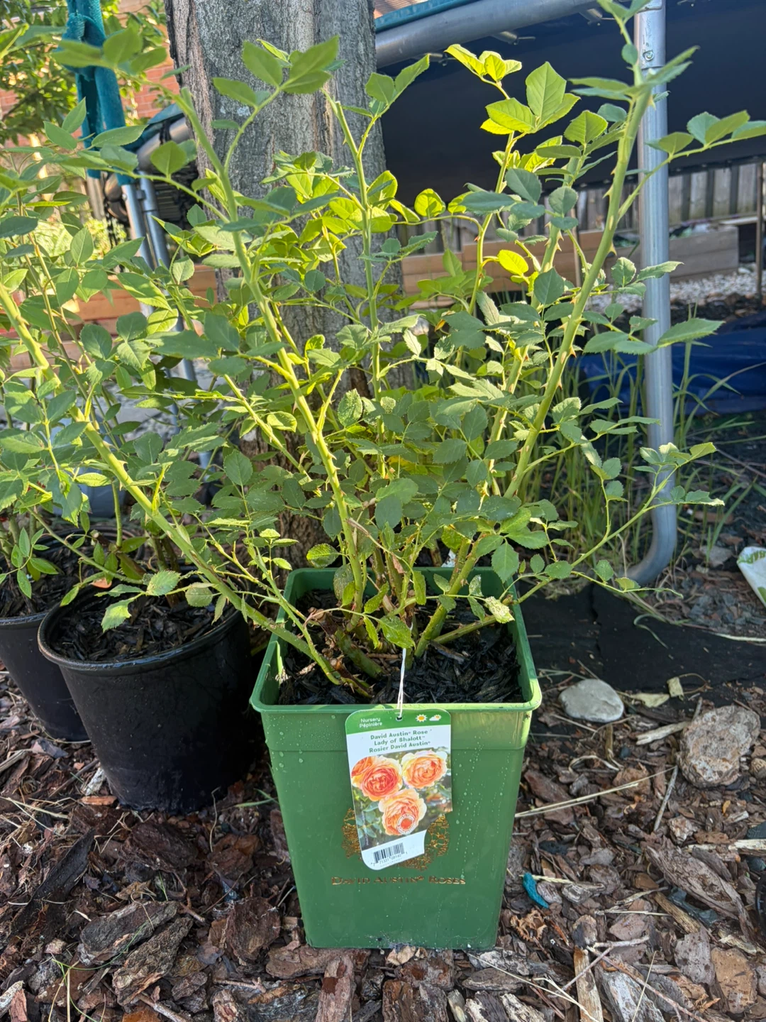 David Austin Rose Lady of Shalott Plant - photo 2
