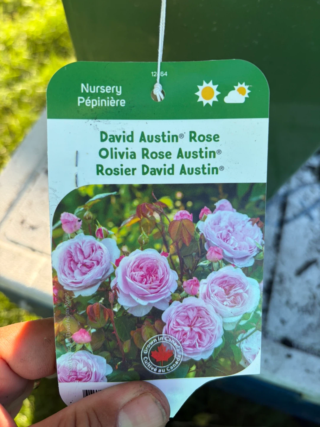 David Austin Rose 'Olivia Rose Austin' Potted Plant - photo 3