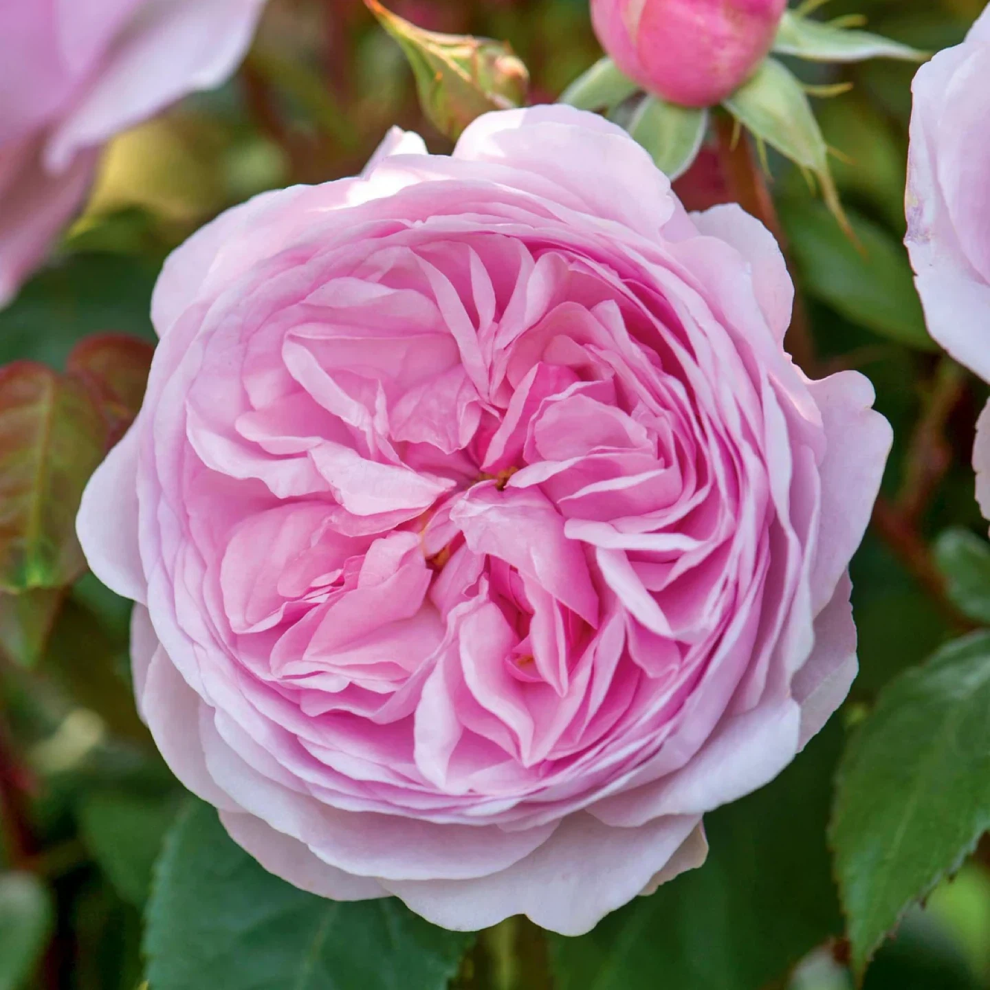David Austin Rose 'Olivia Rose Austin' Potted Plant - photo 5