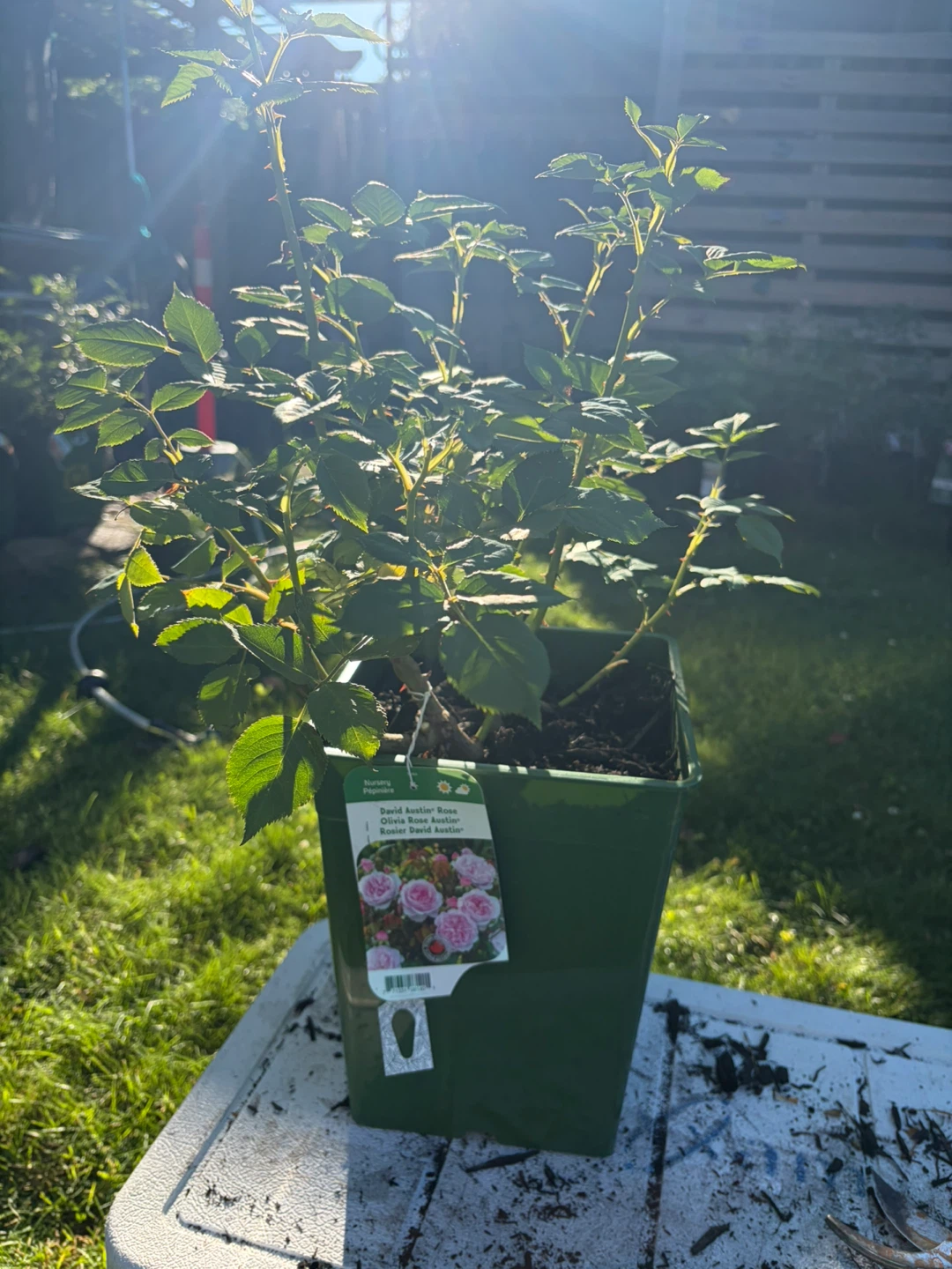 David Austin Rose 'Olivia Rose Austin' Potted Plant - photo 2