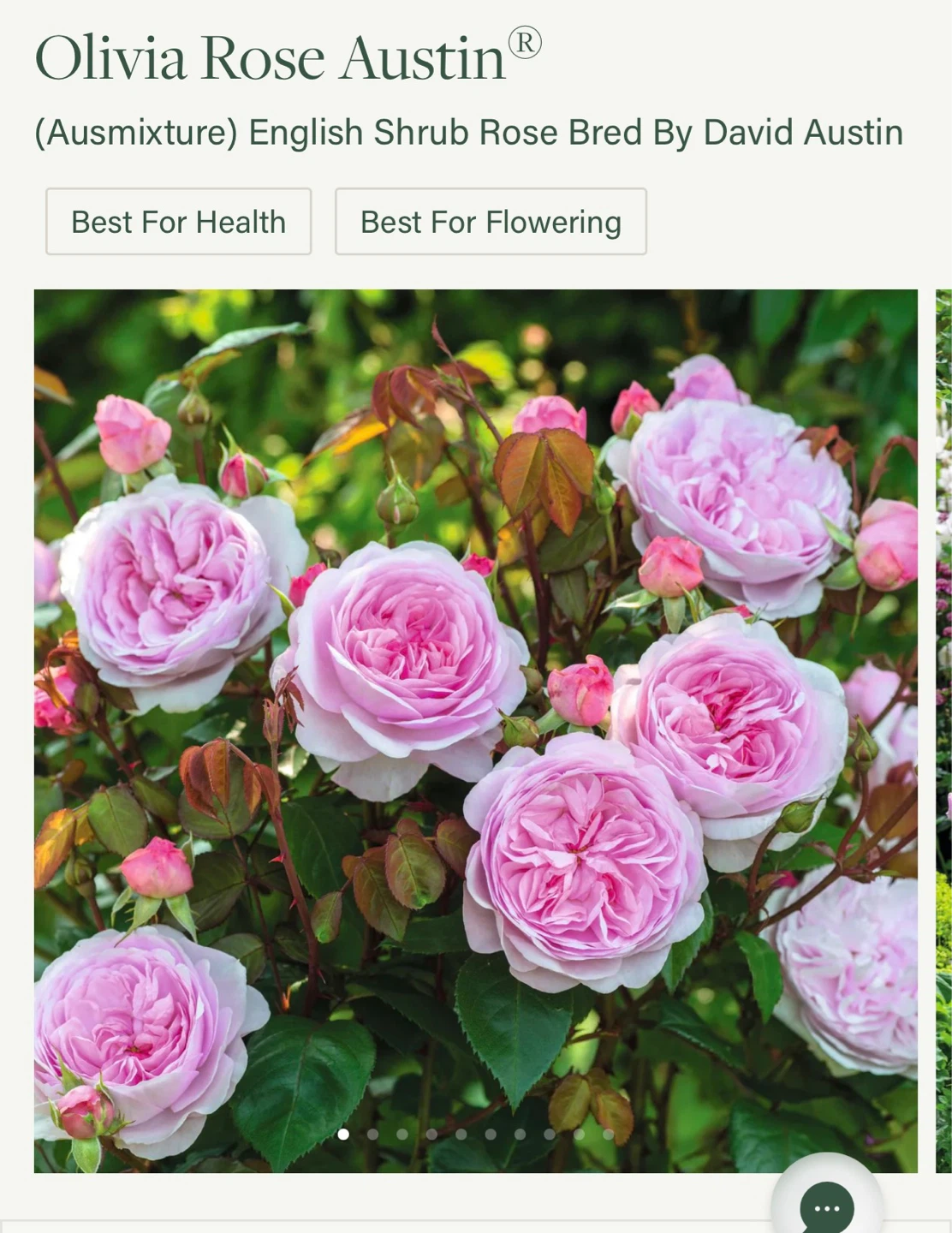 David Austin Rose 'Olivia Rose Austin' Potted Plant