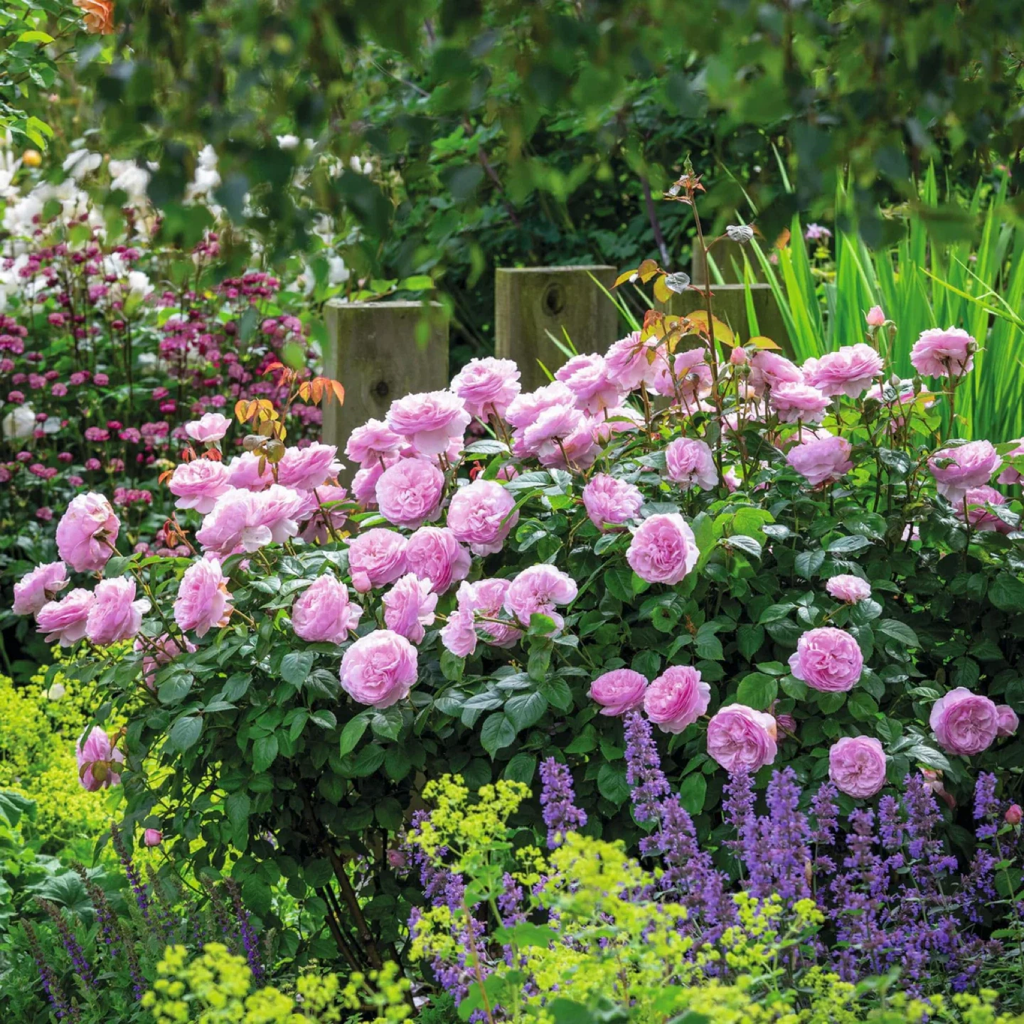 David Austin Rose 'Olivia Rose Austin' Potted Plant - photo 4
