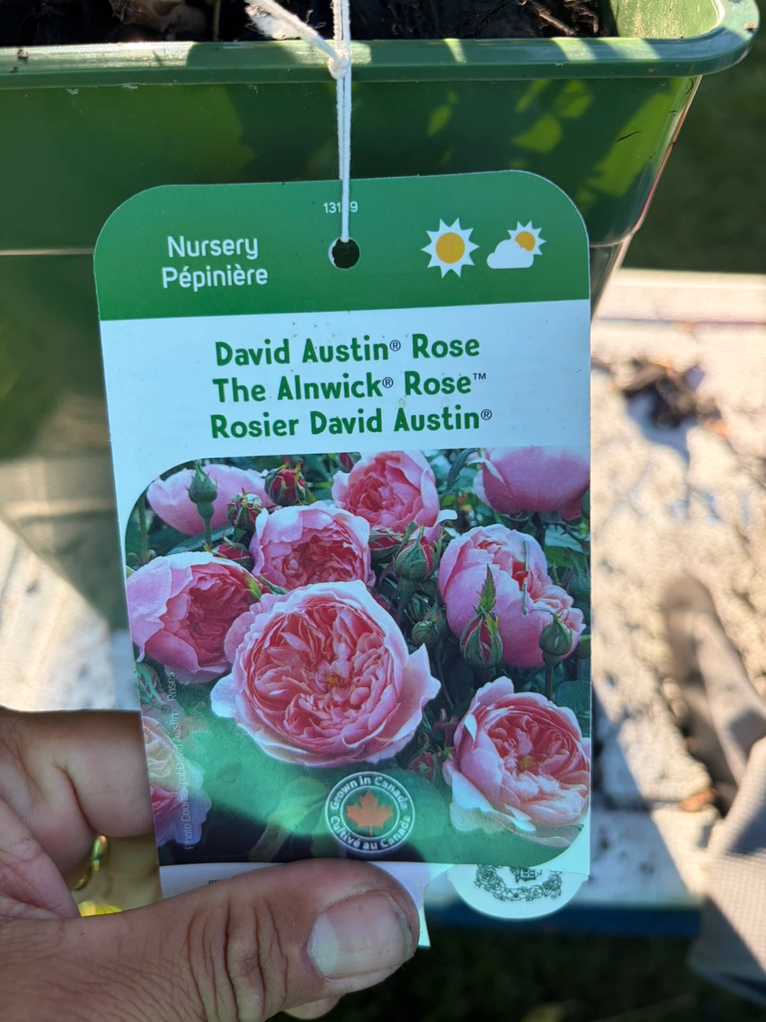 David Austin Rose The Alnwick Rose Plant - photo 3