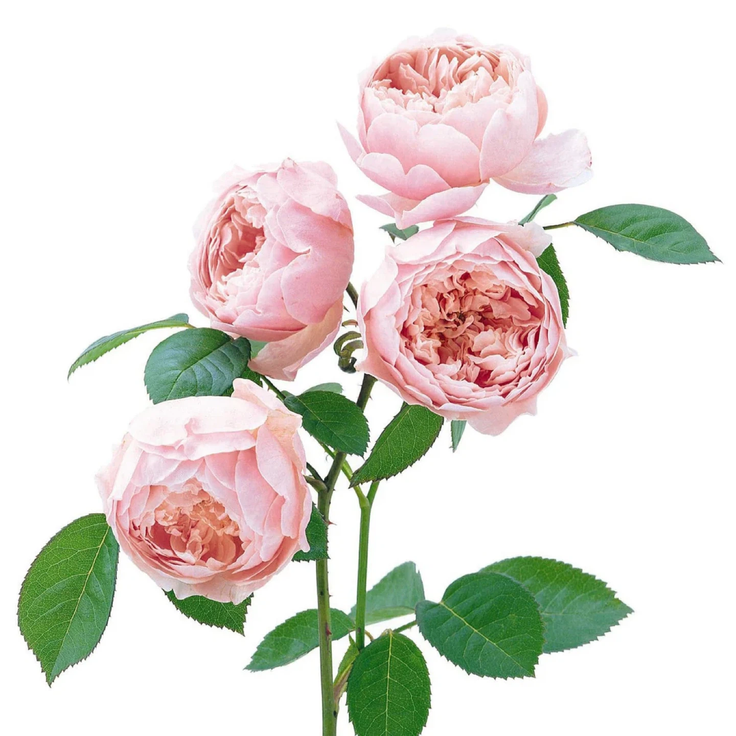 David Austin Rose The Alnwick Rose Plant - photo 4