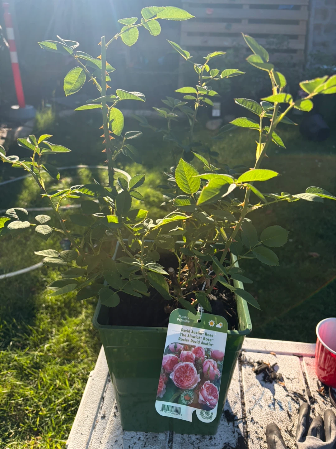 David Austin Rose The Alnwick Rose Plant - photo 2