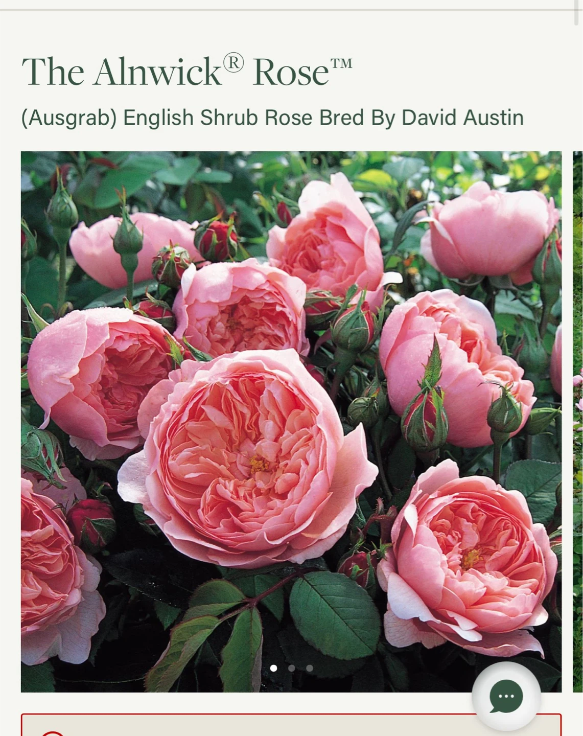 David Austin Rose The Alnwick Rose Plant
